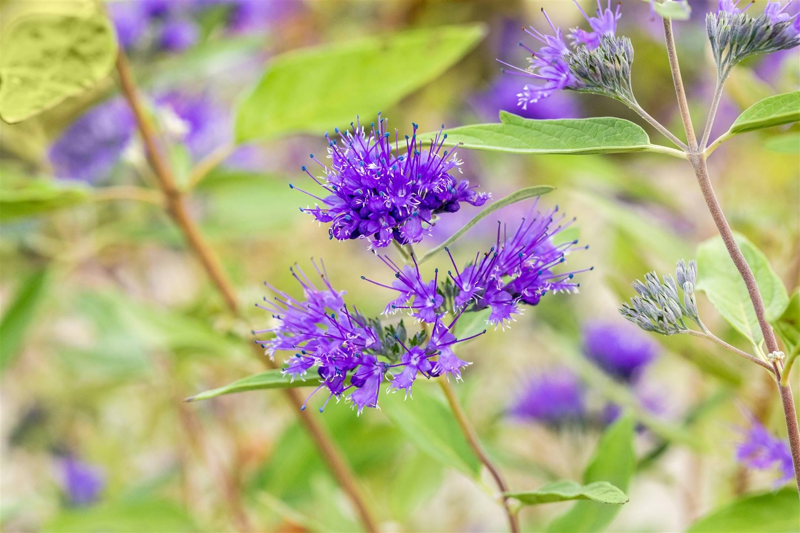 Caryopteris clandonensis 'Heavenly Blue', Bartblume, himmelblau, 30&ndash;40 cm - Bild 1
