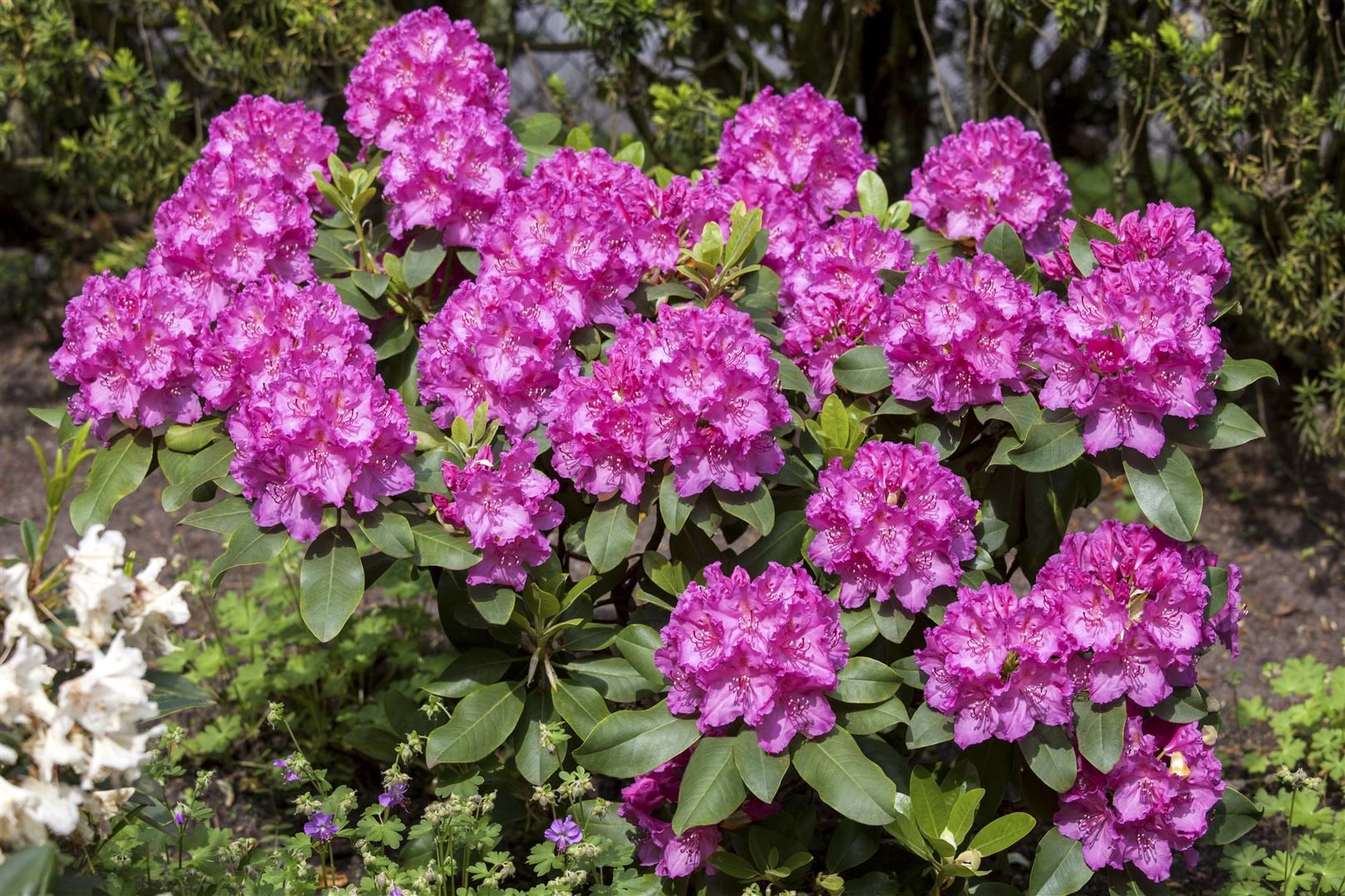 Rhododendron Hybr. 'Claudine', rosa Bl&uuml;ten, 30&ndash;40 cm - Bild 1