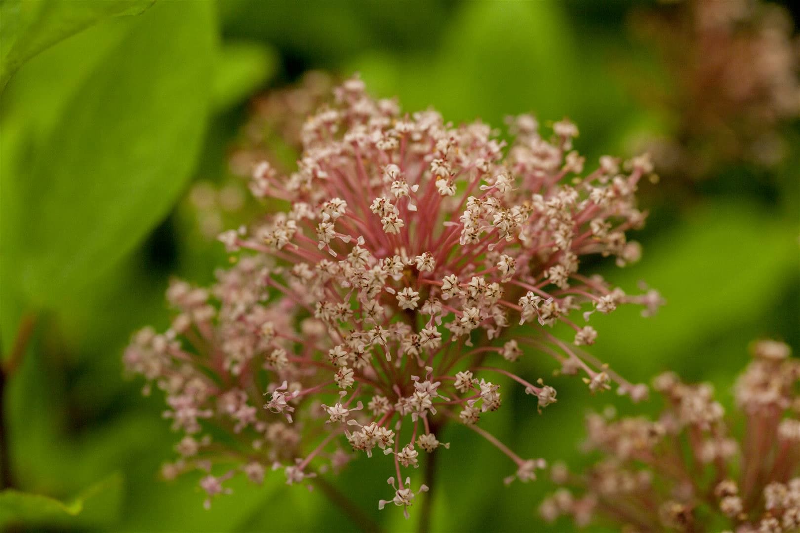 Ceanothus pallidus 'Marie Simon', S&auml;ckelblume, rosa, 40&ndash;60 cm - Bild 1