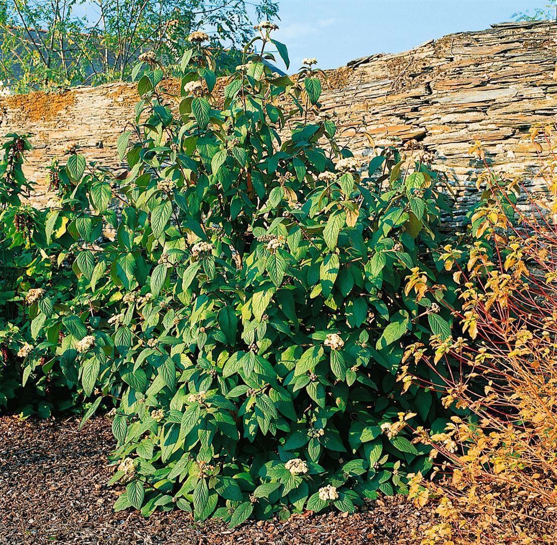 Viburnum rhytidophylloides 'Willowwood', 60&ndash;80 cm, immergr&uuml;n - Bild 1