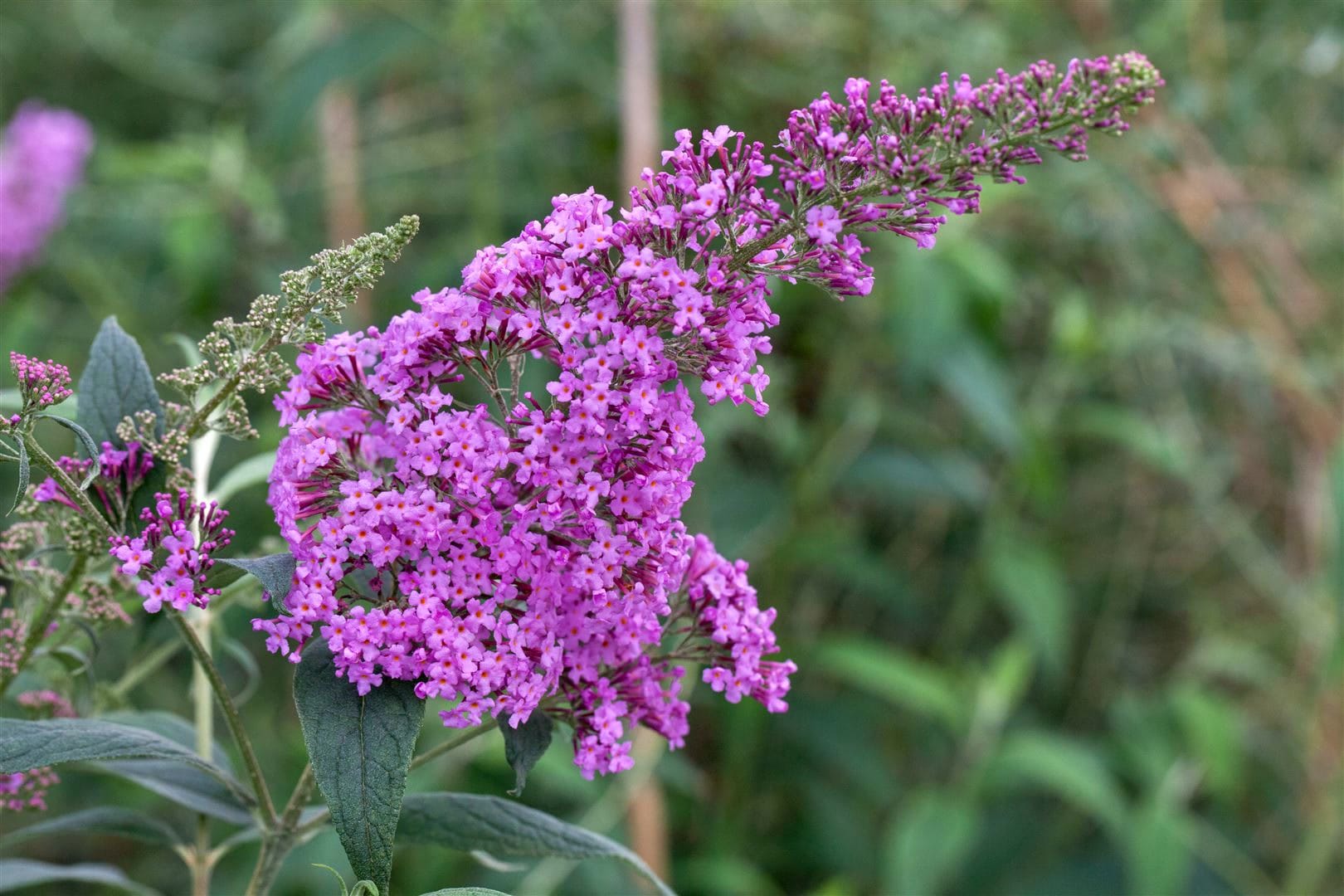 Buddleja davidii 'Pink Delight', Schmetterlingsflieder, rosa, 80&ndash;100 cm - Bild 1