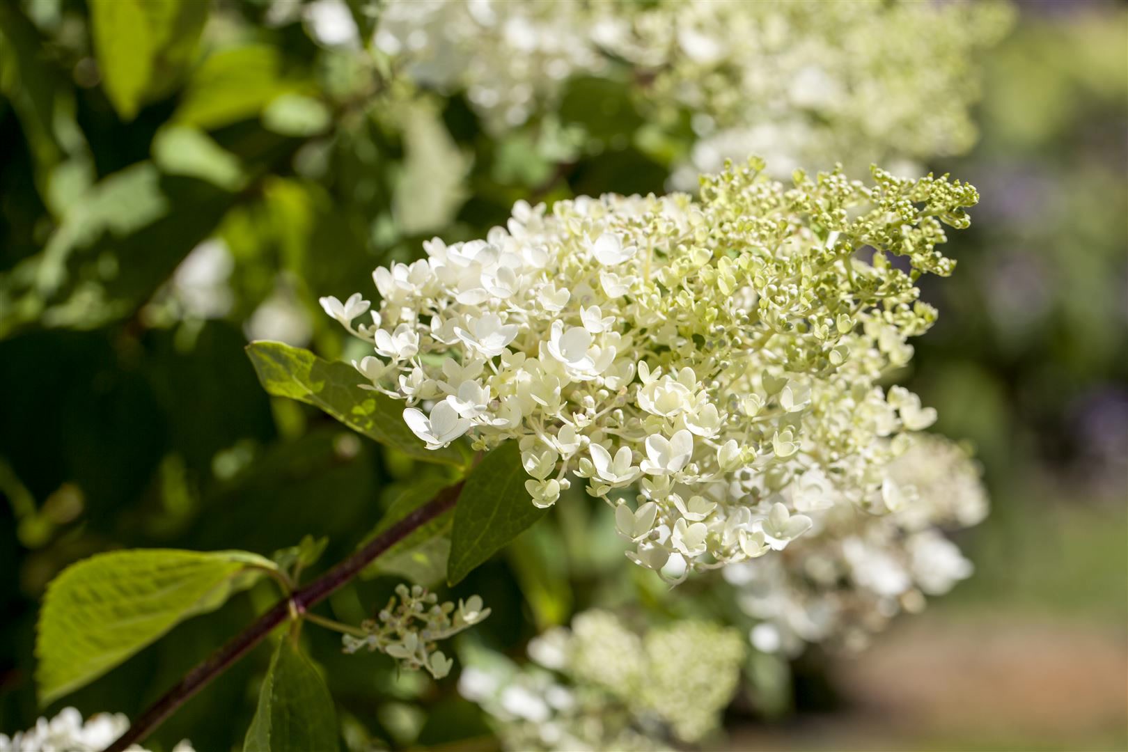 Hydrangea paniculata 'Bombshell', Rispenhortensie, wei&szlig;, 40&ndash;60 cm - Bild 1