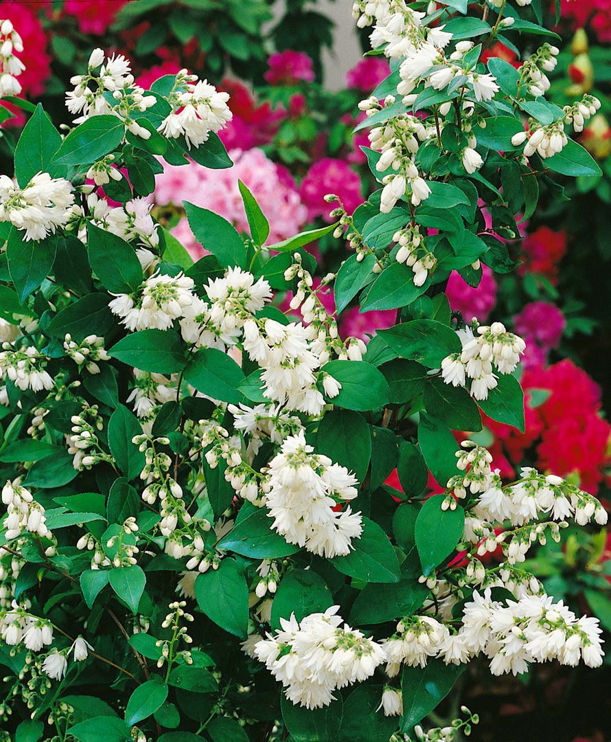 Deutzia scabra 'Pride of Rochester', Maiblumenstrauch, wei&szlig;, 40&ndash;60 cm - Bild 1