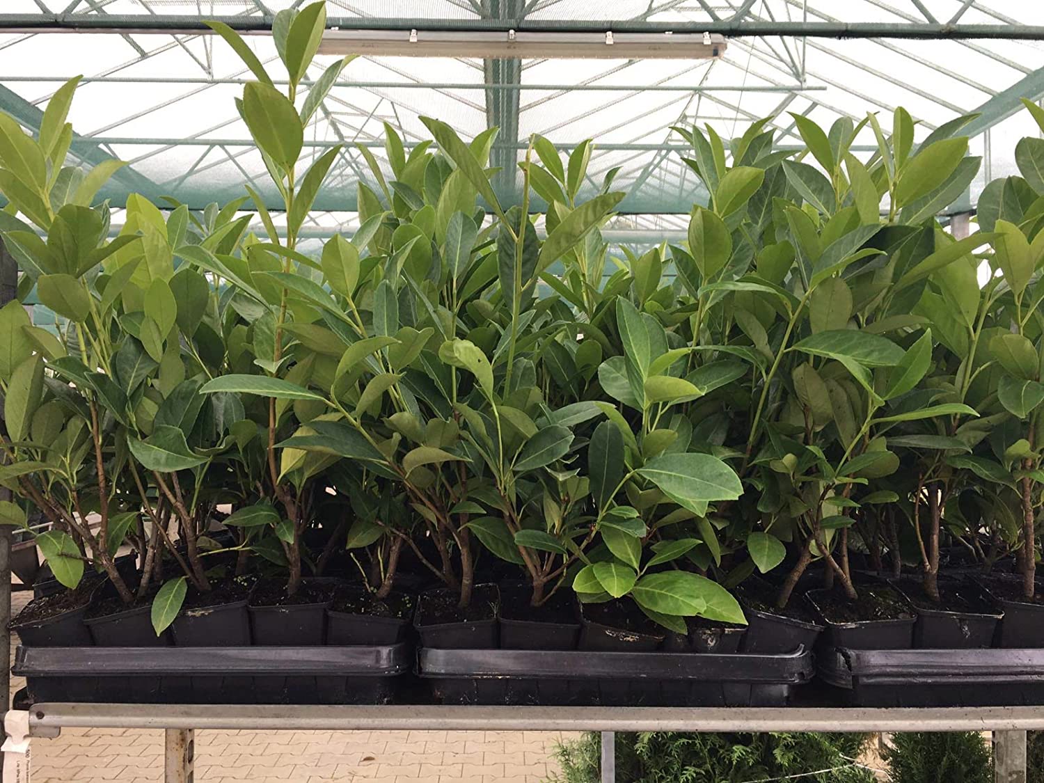 Prunus laurocerasus 'Novita', Kirschlorbeer, immergr&uuml;n, 20-30 cm - Bild 1