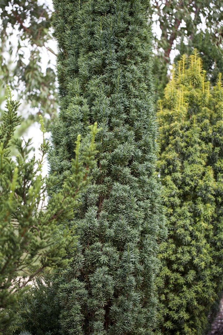 Taxus baccata 'Fastigiata Robusta', S&auml;uleneibe, 30&ndash;40 cm - Bild 1