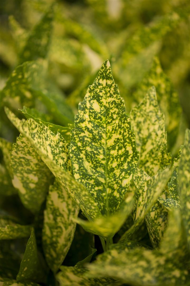 Aucuba japonica 'Variegata', Japanische Aukube, buntes Laub, 40&ndash;60 cm - Bild 1