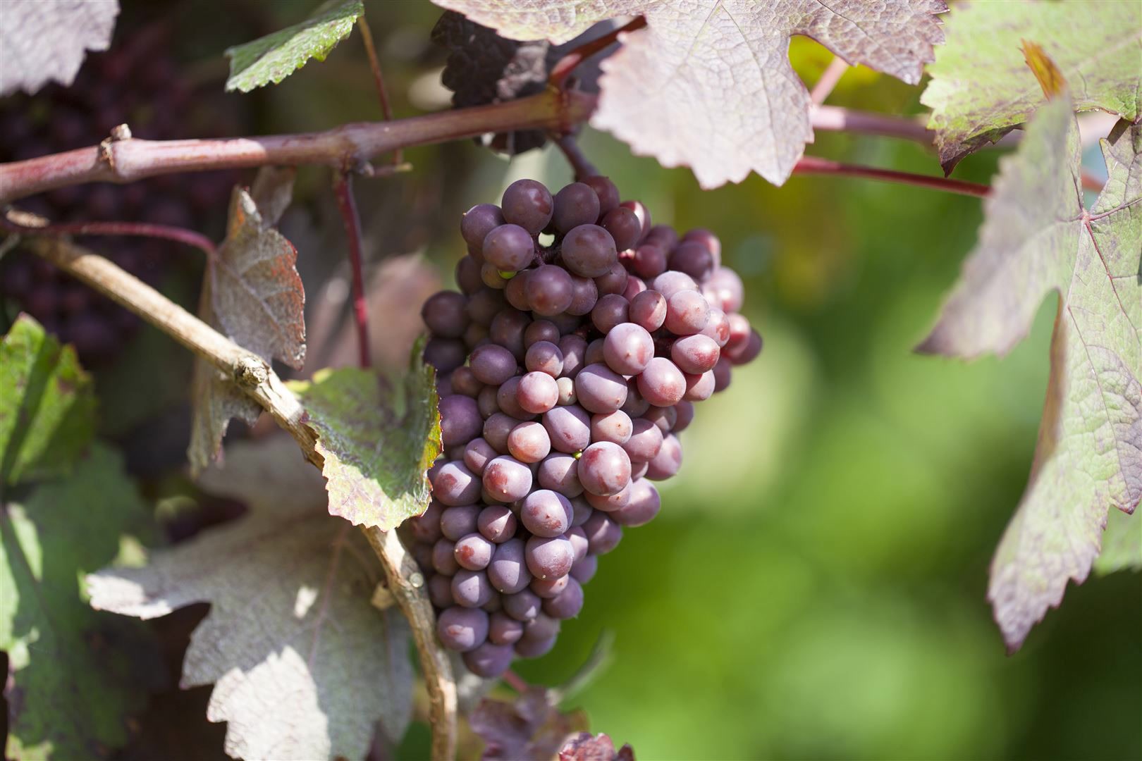 Vitis vinifera 'Piroschka', Weinrebe, 80&ndash;100 cm - Bild 1