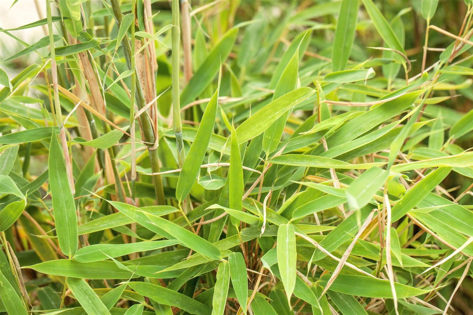 Fargesia murieliae 'Jumbo', Bambus, immergr&uuml;n, 30&ndash;40 cm - Bild 1