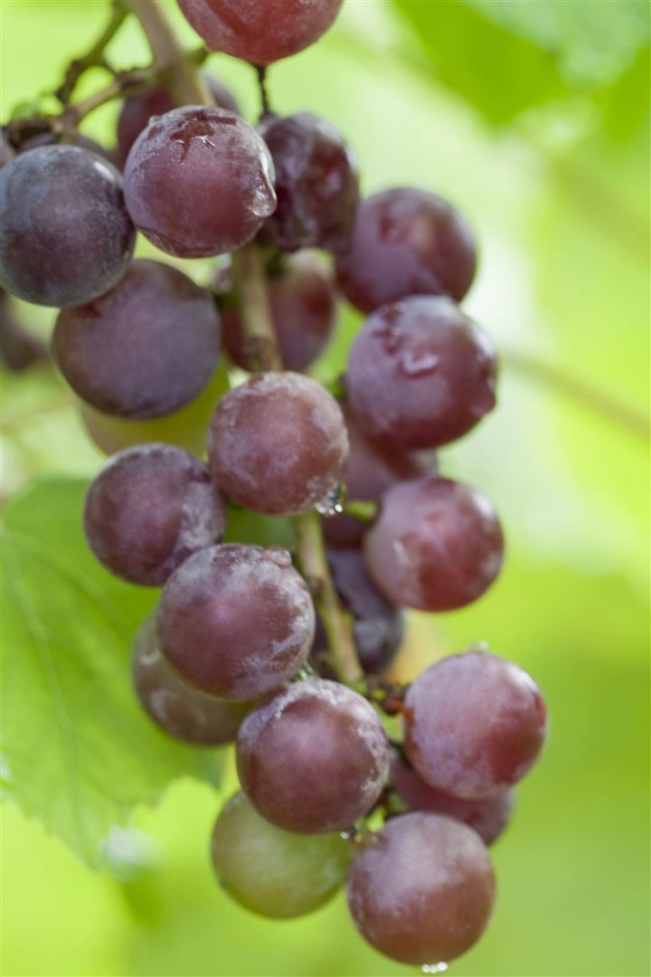 Vitis vinifera 'Suffolk Red', Weinrebe, rot, 80&ndash;100 cm - Bild 1