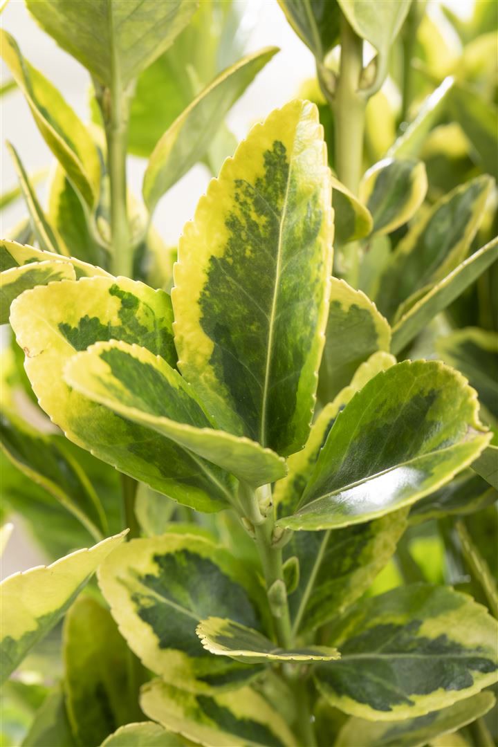 Euonymus japonicus 'Microphyl.Aureovar.', gelbgr&uuml;n, ca. 9x9 cm Topf - Bild 1