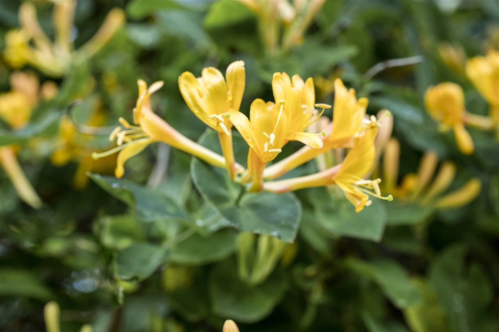 Lonicera heckrottii, Gei&szlig;blatt, duftend, 100&ndash;150 cm - Bild 1