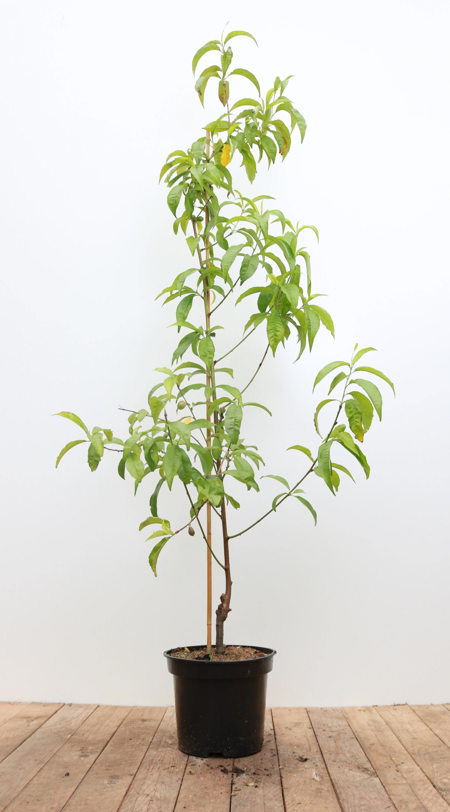 Prunus nucipersica 'Flavortop', Nektarine, gelb, 150&ndash;200 cm - Bild 1