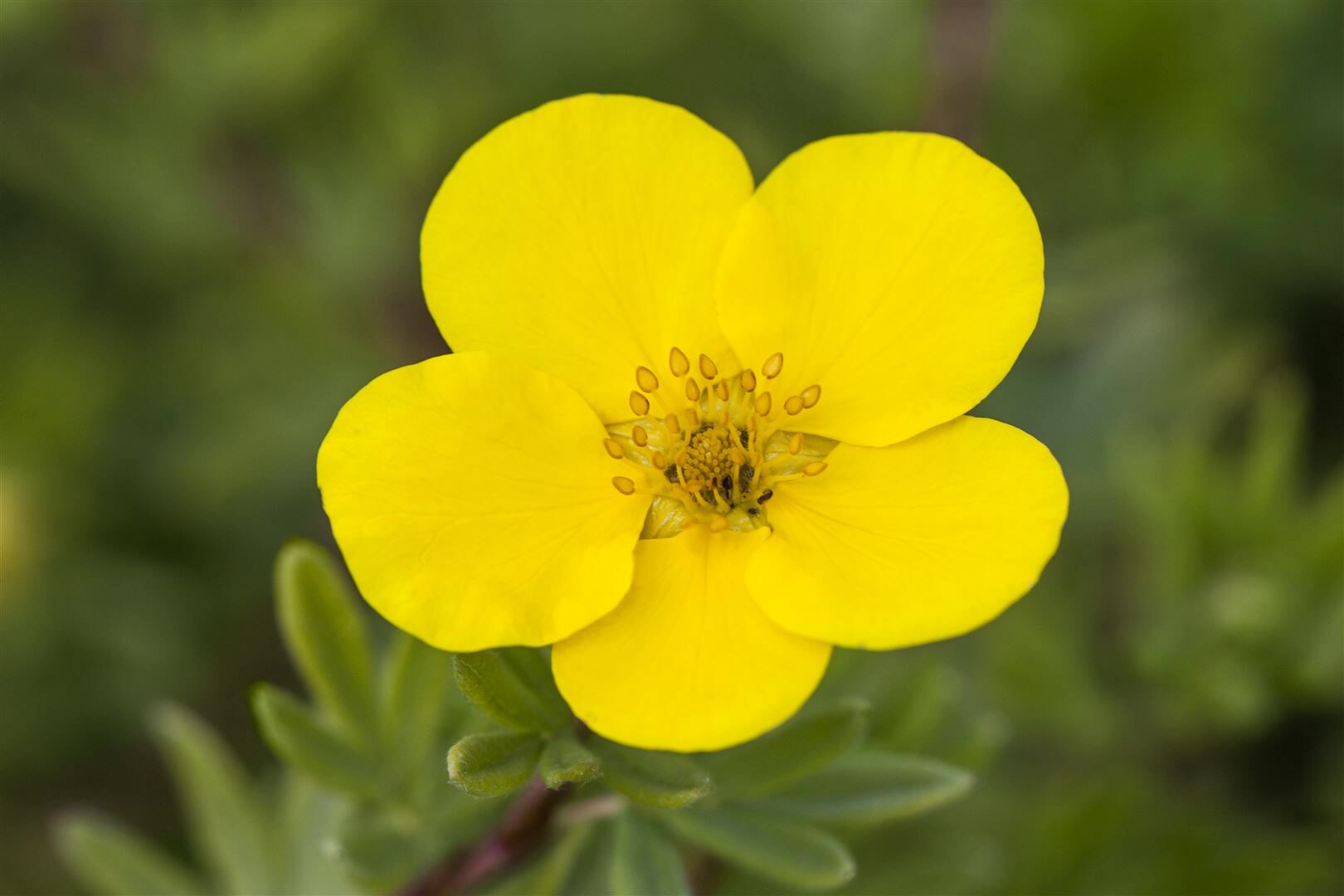 Potentilla, Fingerstrauch, gelb, ca. 9×9 cm Topf | 04063654235767