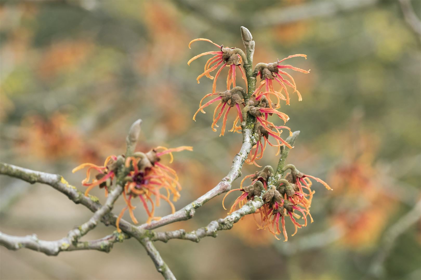 Hamamelis intermedia 'Jelena', Zaubernuss, kupferorange, 60&ndash;80 cm - Bild 1