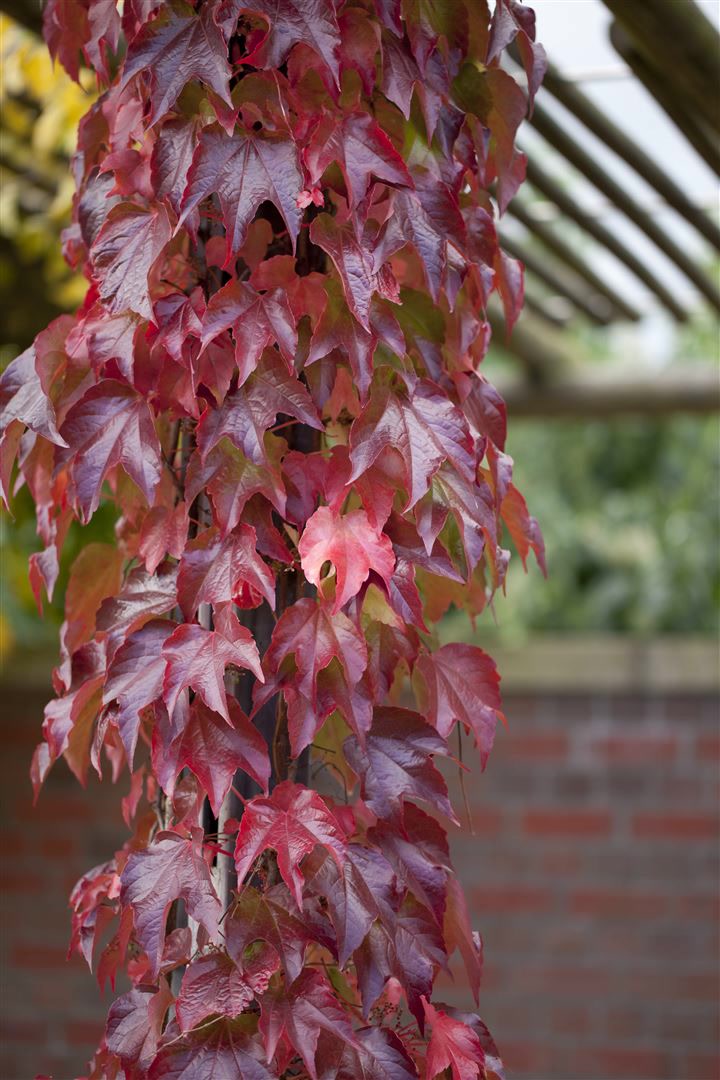 Parthenocissus tricuspidata 'Veitchii Robusta', Kletterpflanze, 60&ndash;100 cm - Bild 1