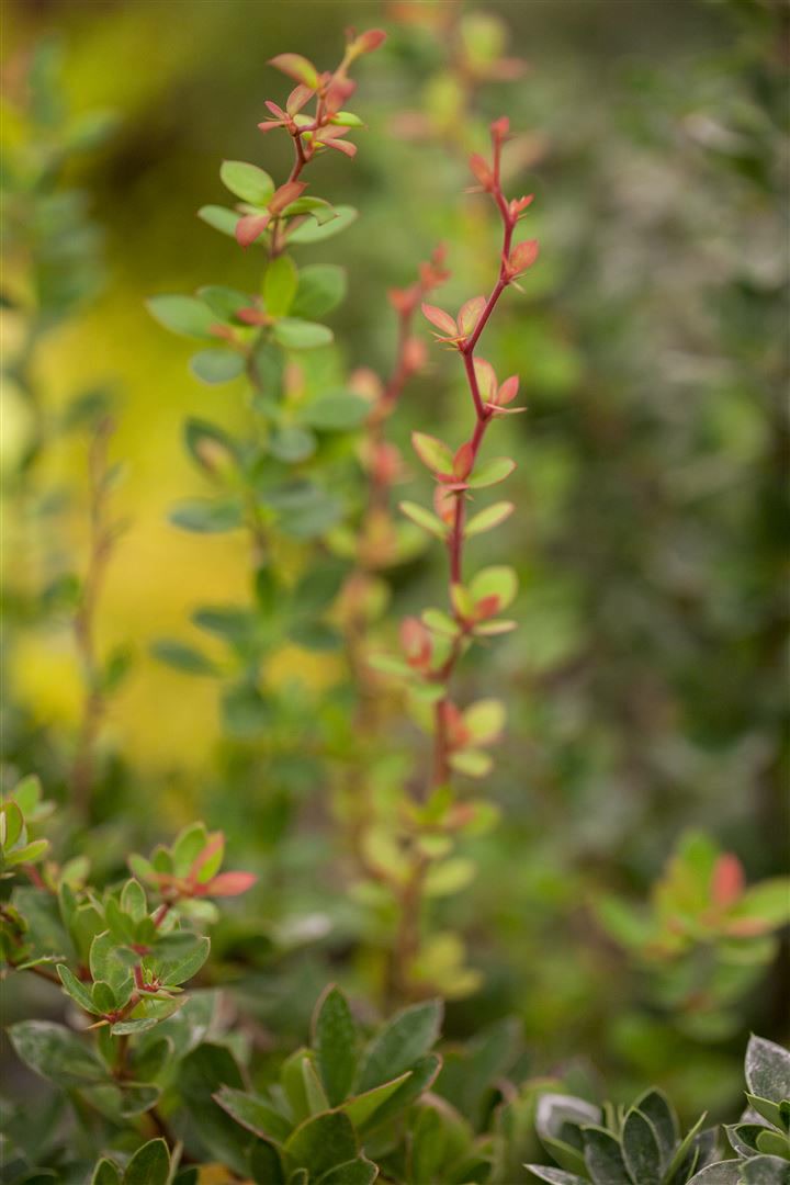 Berberis buxifolia 'Nana', Zwerg-Berberitze, kompakt, 30&ndash;40 cm - Bild 1