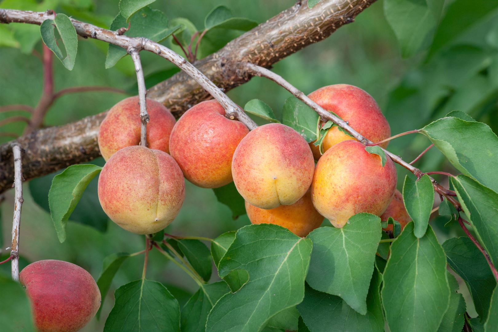 Prunus armeniaca 'Ungarische Beste', Aprikose, 150&ndash;200 cm - Bild 1