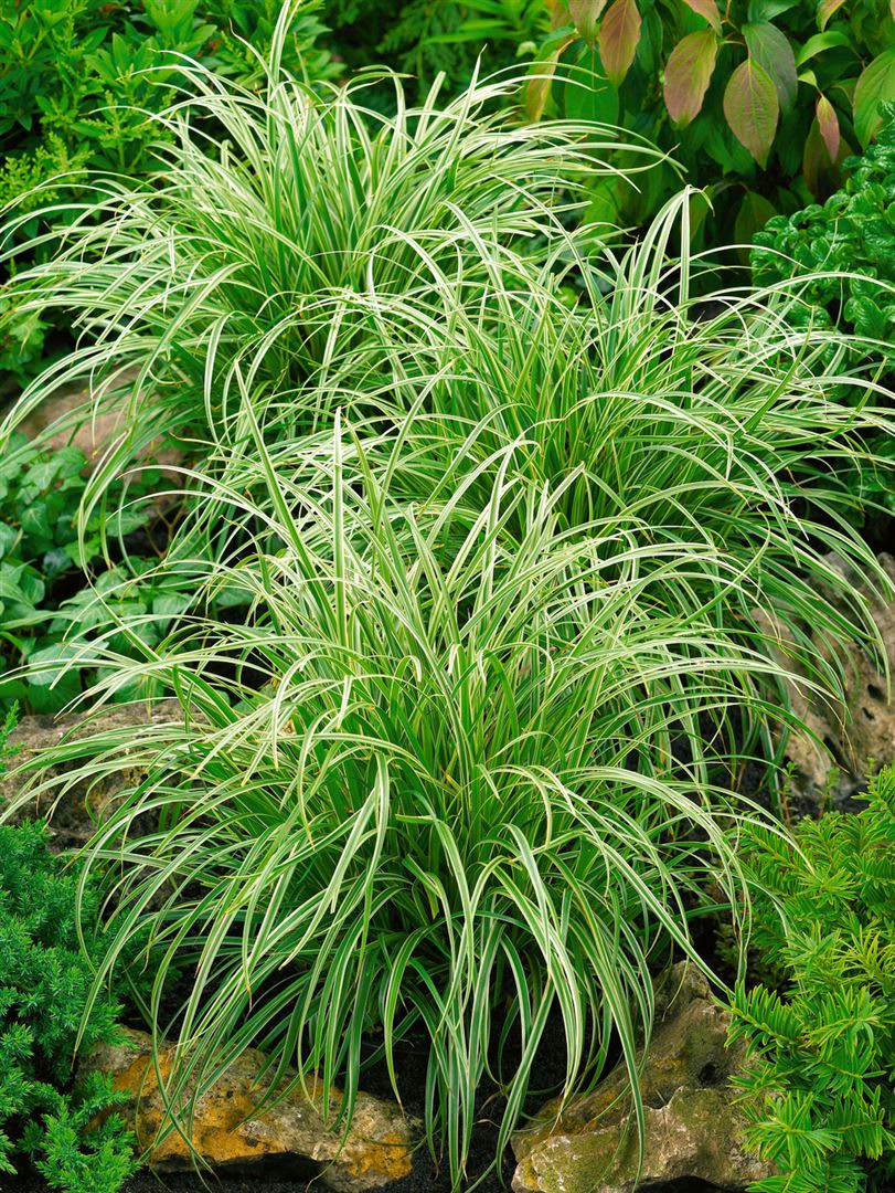 Carex morrowii 'Silver Sceptre', Japan-Segge, gr&uuml;n-wei&szlig;, 2 Liter Container - Bild 1