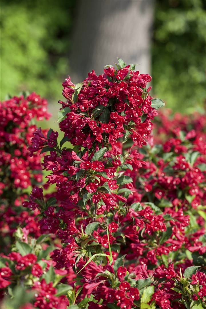 Weigela 'Eva Rathke', Weigelie, karminrot, 60&ndash;100 cm - Bild 1