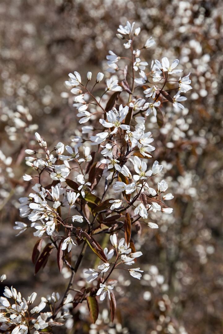 Amelanchier ‚Rainbow Pillar‘, Felsenbirne, 40–60 cm, mehrfarbig | 04063654001898
