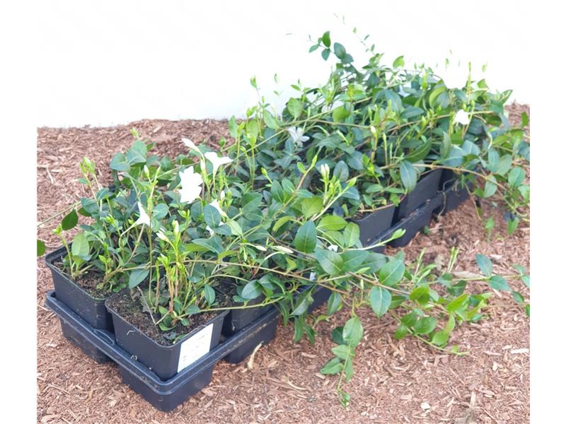 Vinca minor 'Alba', Immergr&uuml;n, wei&szlig;, ca. 9x9 cm Topf - Bild 1