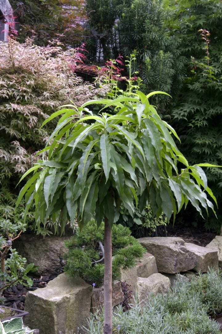 Prunus persica 'Zwergpfirsich', kompakt, 60 cm - Bild 1