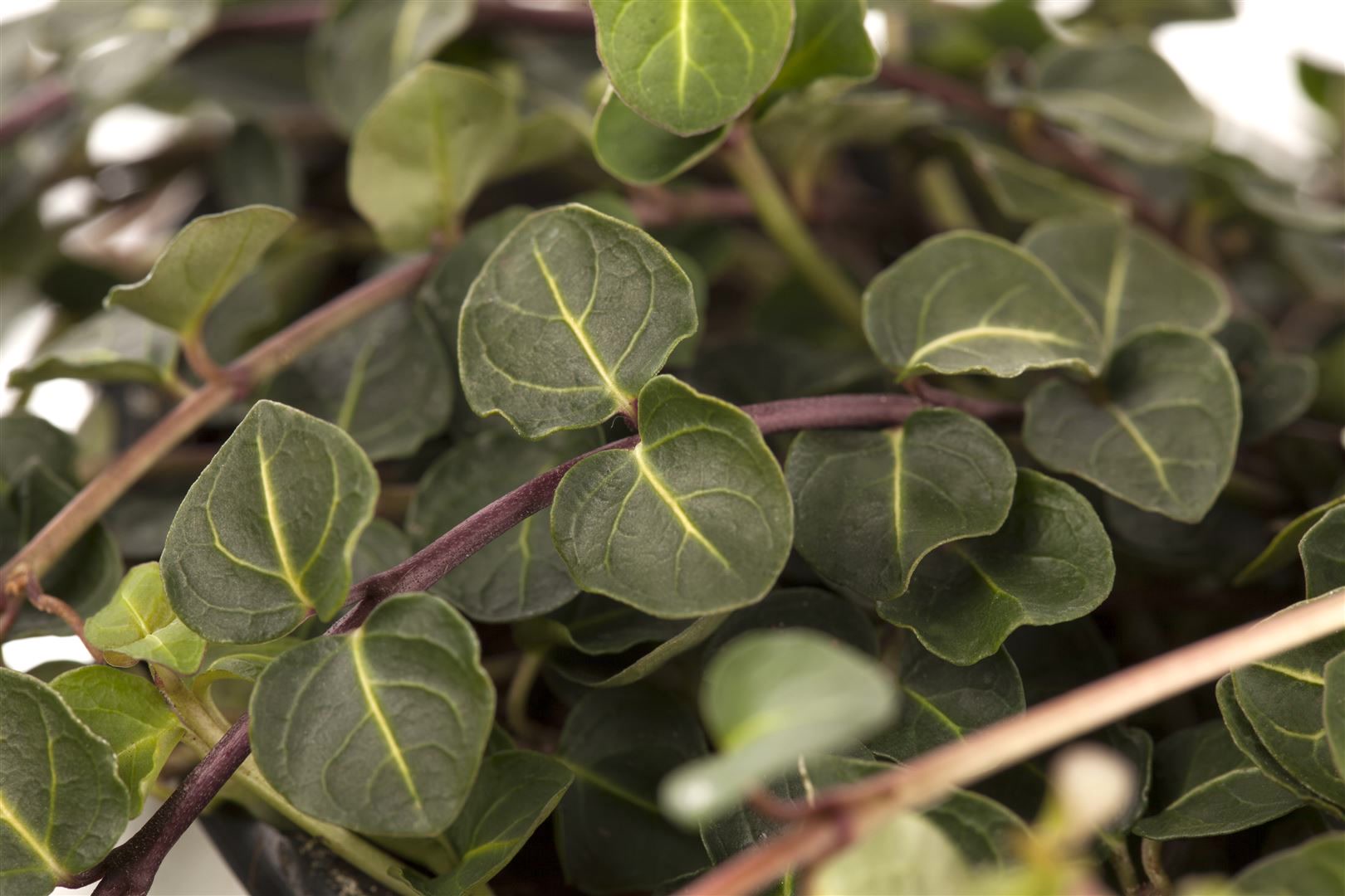 Mitchella repens, Teppichpflanze, immergr&uuml;n, ca. 9x9 cm Topf - Bild 1