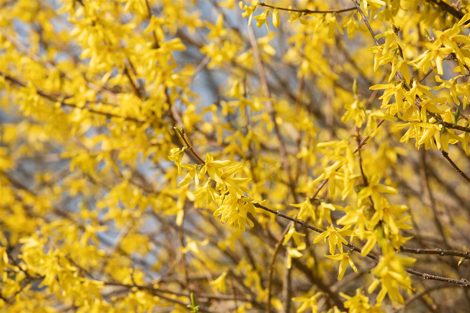 Forsythia 'Maree d'Or' -R-, Goldgl&ouml;ckchen, gelb, 30&ndash;40 cm - Bild 1