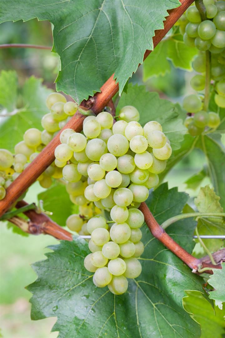 Vitis vinifera 'Bianca', Weinrebe, 80&ndash;100 cm - Bild 1