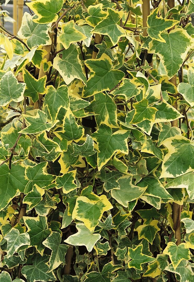 Hedera helix 'Goldchild', Efeu, gelb-gr&uuml;n, ca. 9x9 cm Topf - Bild 1