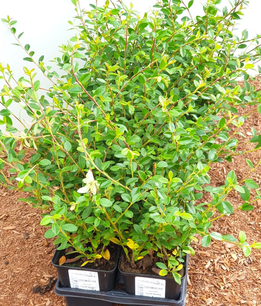 Cotoneaster x suecicus 'Coral Beauty', Zwergmispel, immergr&uuml;n, ca. 9x9 cm Topf - Bild 1