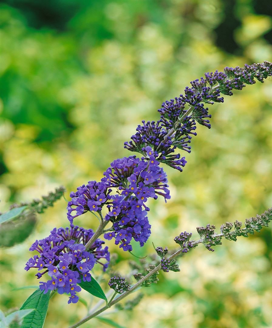 Buddleja davidii 'Ellen's Blue', Schmetterlingsflieder, blau, 40&ndash;60 cm - Bild 1