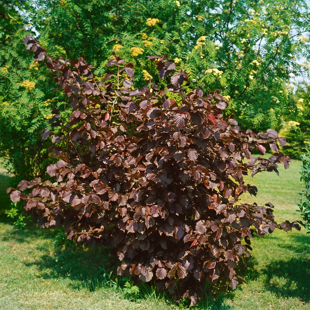 Corylus maxima 'Purpurea', Purpur-Hasel, 60&ndash;100 cm - Bild 1