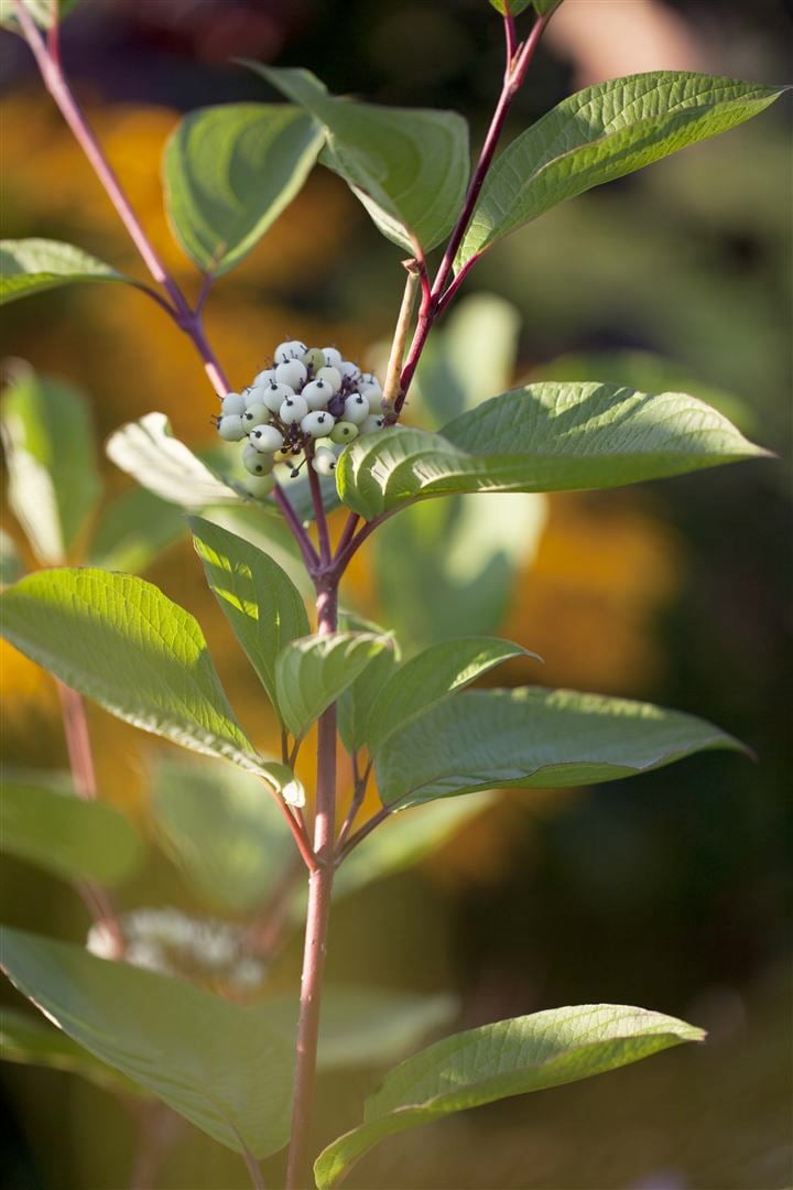 Cornus alba 'Siberian Pearls', Hartriegel, wei&szlig;e Beeren, 60&ndash;100 cm - Bild 1