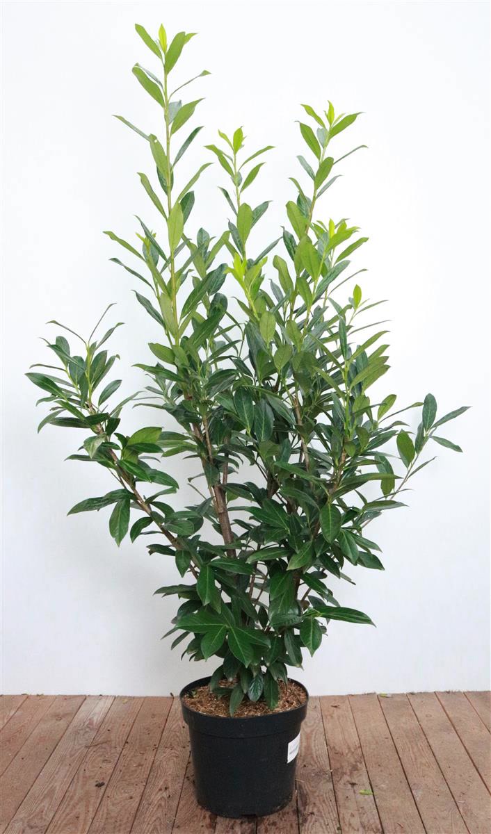 Prunus laurocerasus 'Caucasica', Kirschlorbeer, immergr&uuml;n, 120&ndash;140 cm - Bild 1