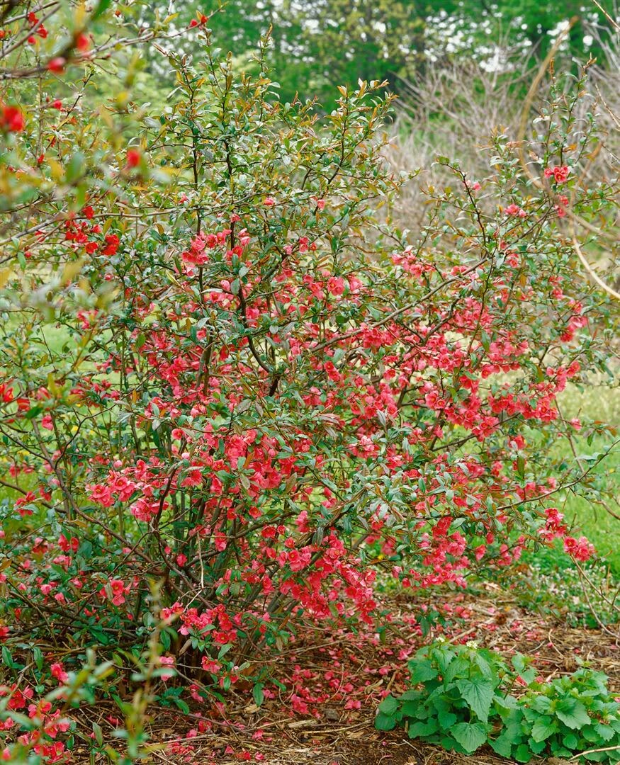 Chaenomeles ‚Rubra‘, Zierquitte, rot, 40–60 cm | 04063654237709