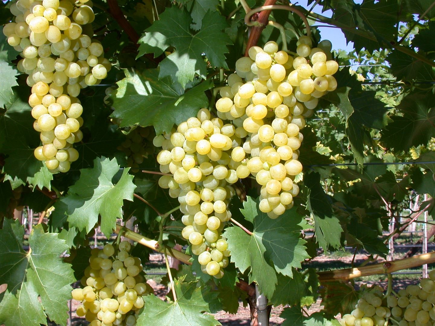 Vitis vinifera 'Ph&ouml;nix', Weinrebe, 80&ndash;100 cm - Bild 1