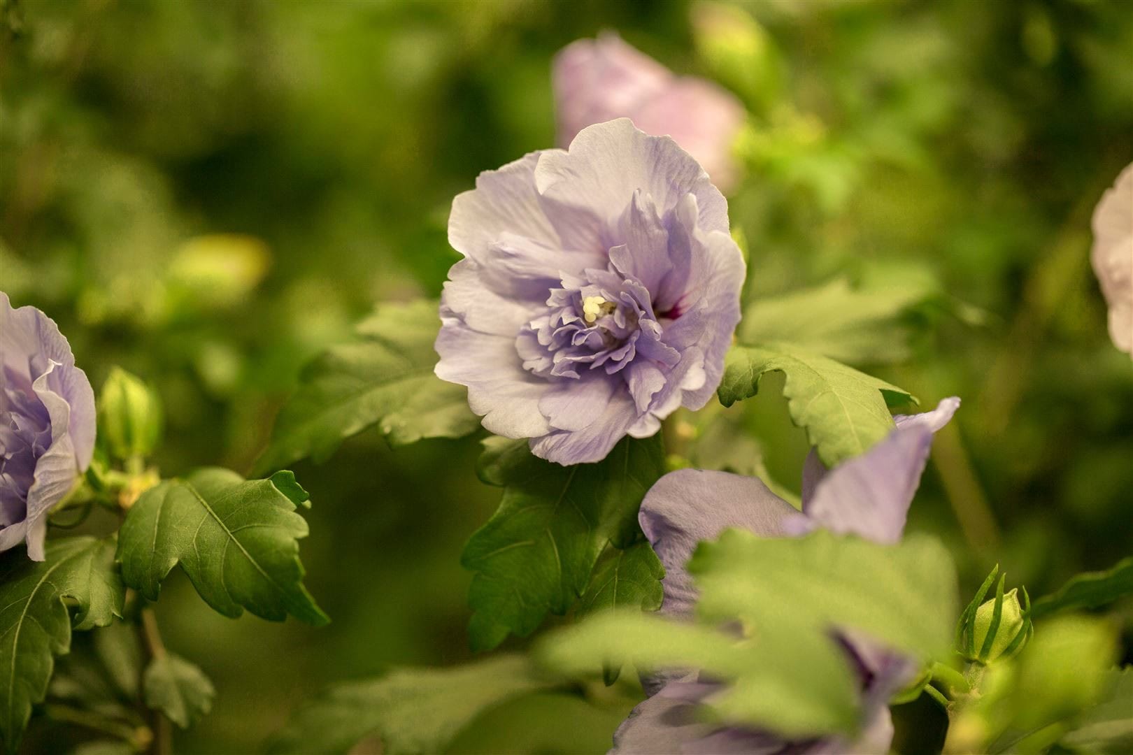 Hibiscus syriacus 'Lavender Chiffon', Roseneibisch, lavendel, 40&ndash;60 cm - Bild 1