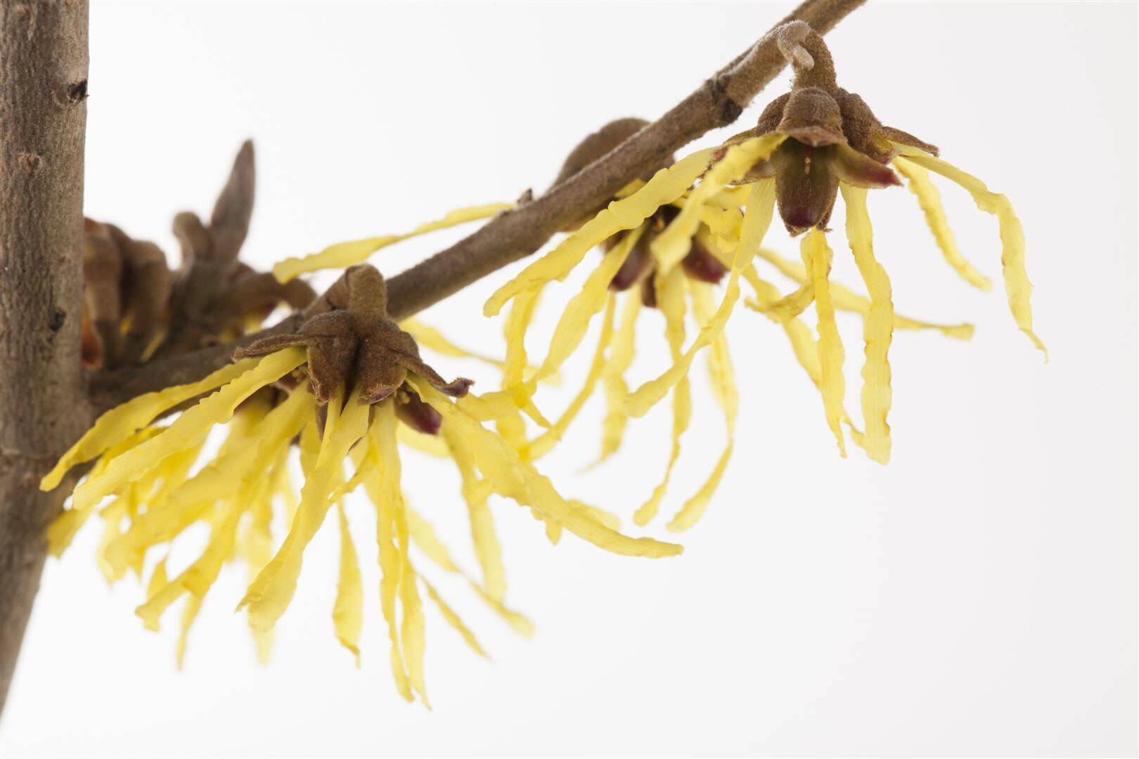 Hamamelis mollis ‚Pallida‘, Chinesische Zaubernuss, gelb, 40–60 cm | 04063654238430