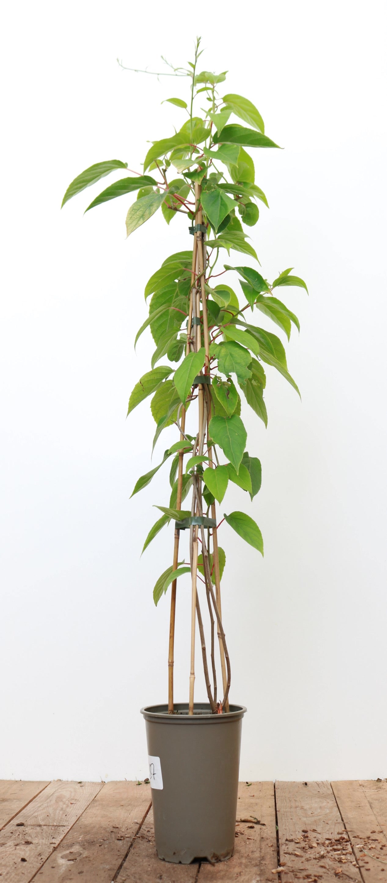 Actinidia chinensis 'Jenny', Kiwi, selbstfruchtend, 60&ndash;100 cm - Bild 1