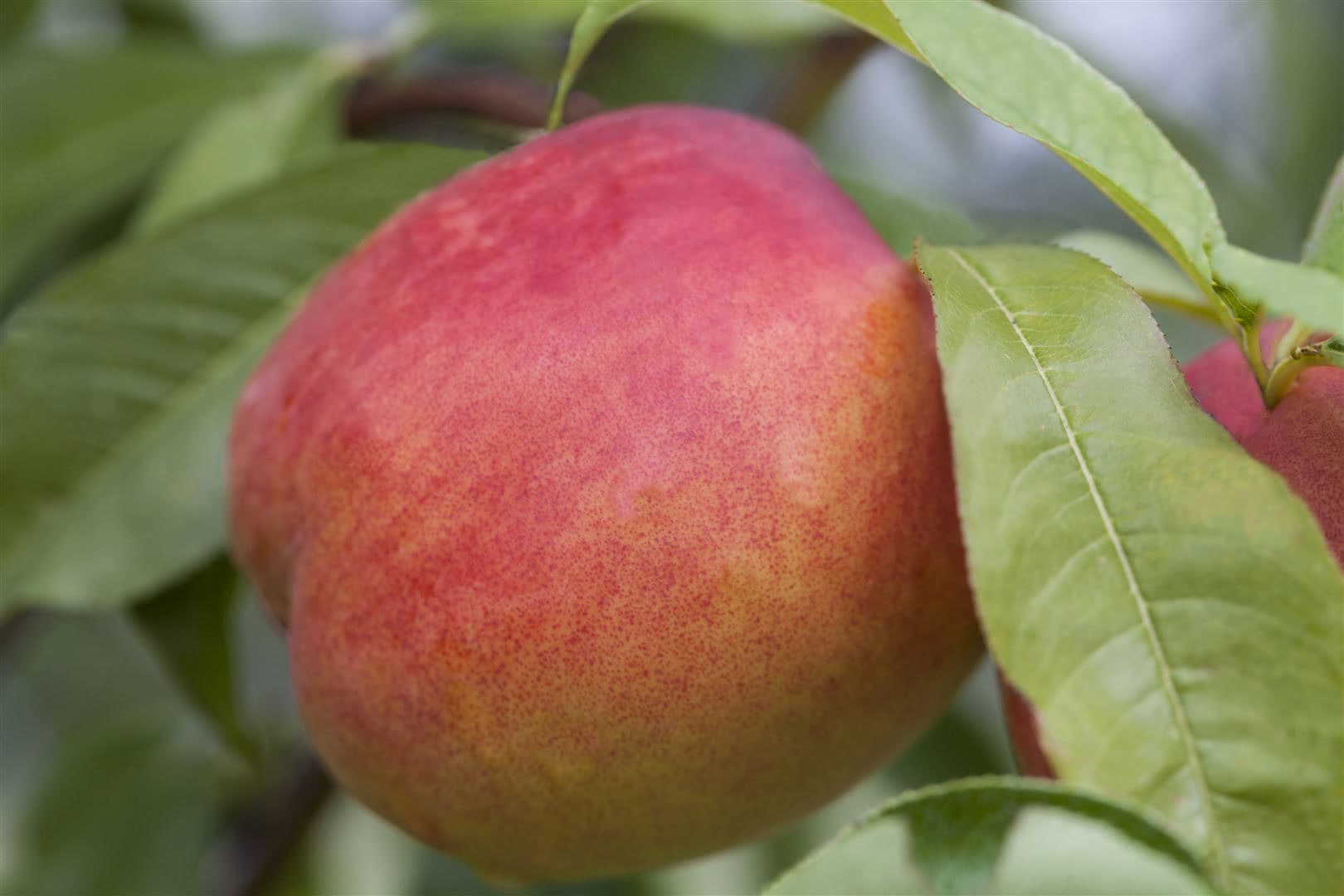 Prunus persica var. nucipersica 'Zwergnektarine', 60 cm, kompakt - Bild 1