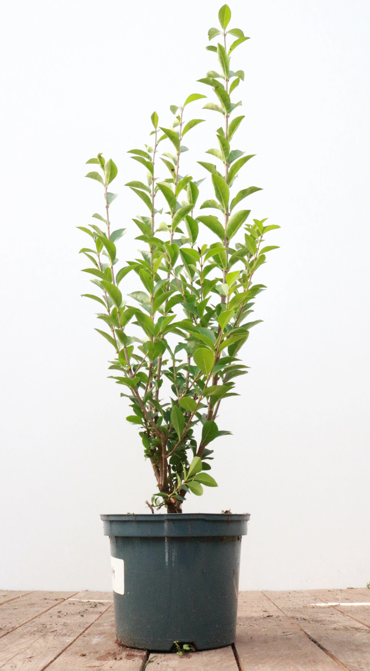 Ligustrum ovalifolium, Ovalbl&auml;ttriger Liguster, 60&ndash;80 cm - Bild 1