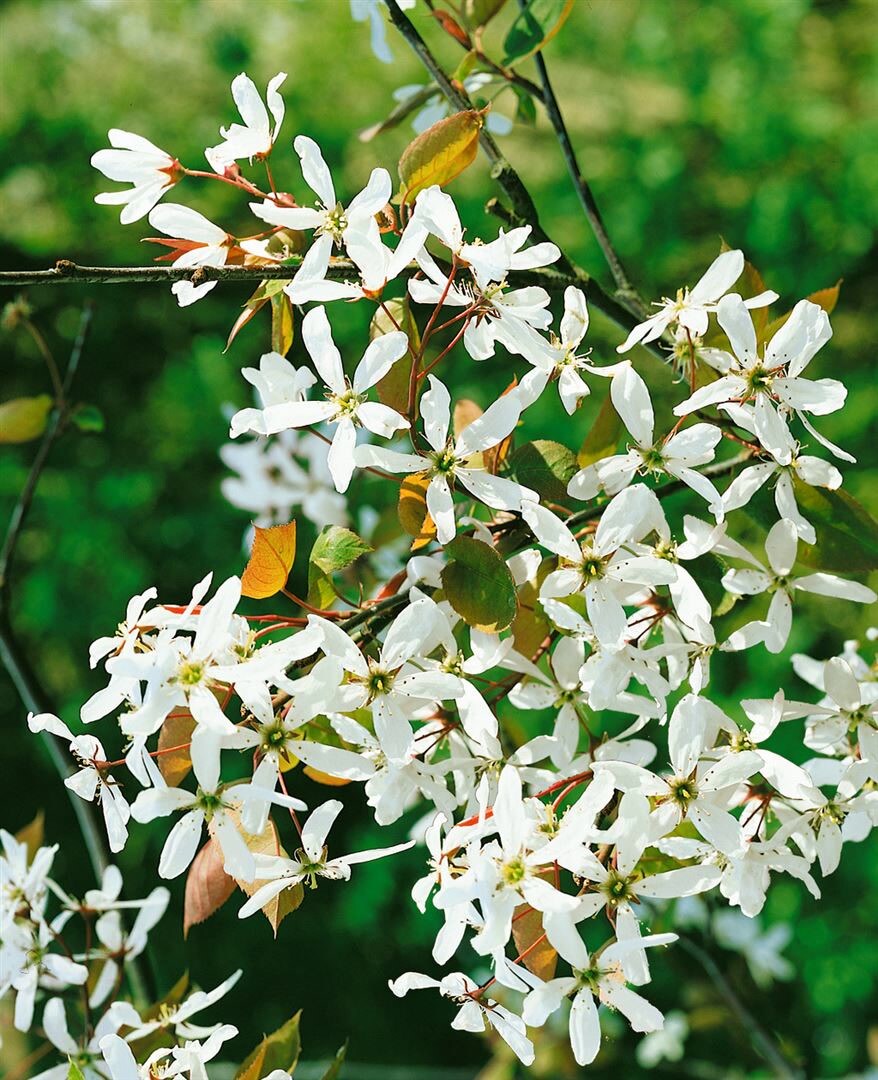 Amelanchier alnifolia ‚Robin Hill‘, Felsenbirne, 60–100 cm, weiß-rosa Blüten | 04063654238577