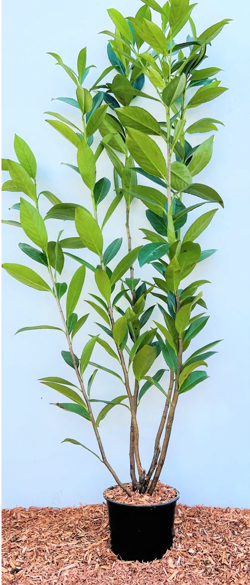 Prunus laurocerasus 'Caucasica', Kirschlorbeer, immergr&uuml;n, 80&ndash;100 cm - Bild 1