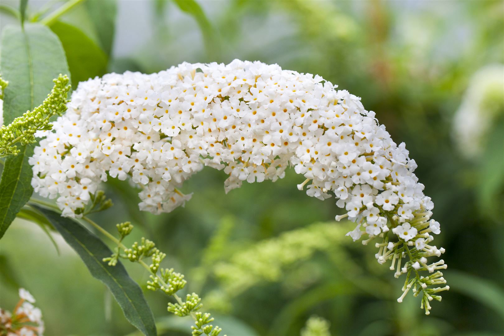 Buddleja 'White Bouquet', Schmetterlingsflieder, wei&szlig;, 40&ndash;60 cm - Bild 1