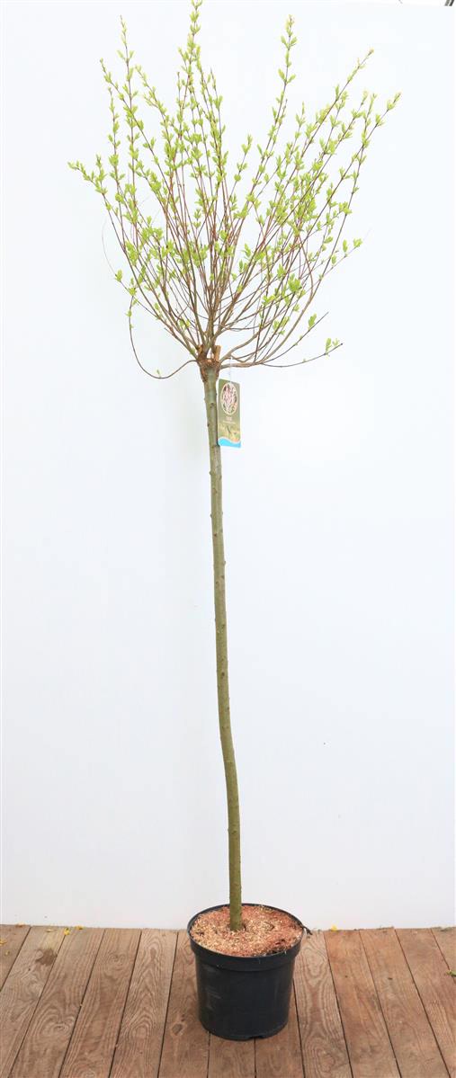 Salix integra 'Hakuro Nishiki', Harlekinweide, rosa-wei&szlig;, 125 cm Stammh&ouml;he - Bild 1