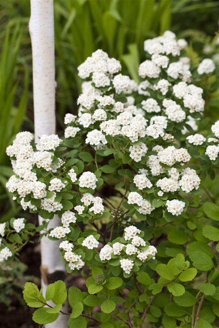 Spiraea vanhouttei, Prachtspiere, wei&szlig;, 60&ndash;80 cm - Bild 1