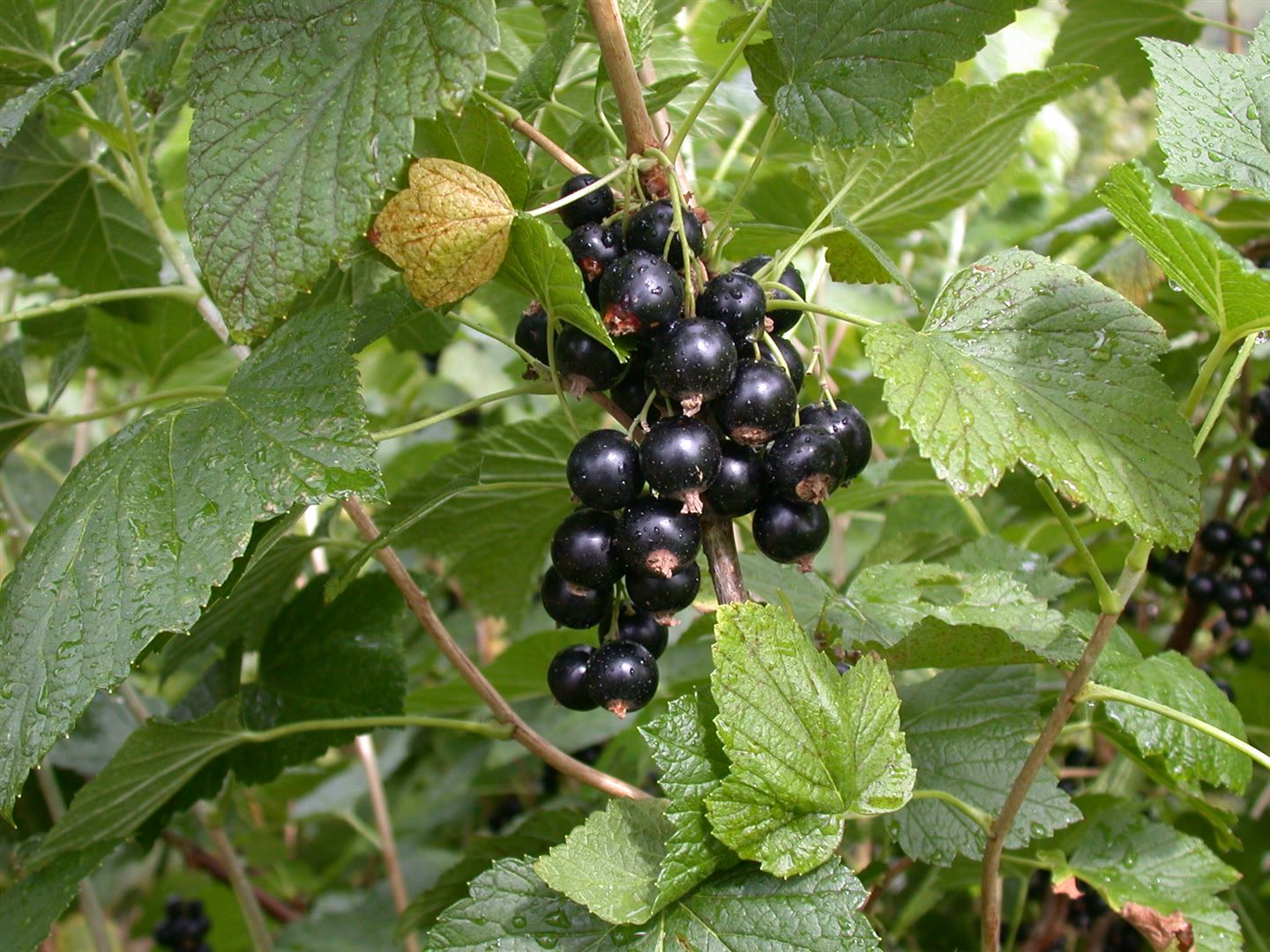 Ribes nigrum 'Titania', Schwarze Johannisbeere, 90 cm Stammh&ouml;he - Bild 1