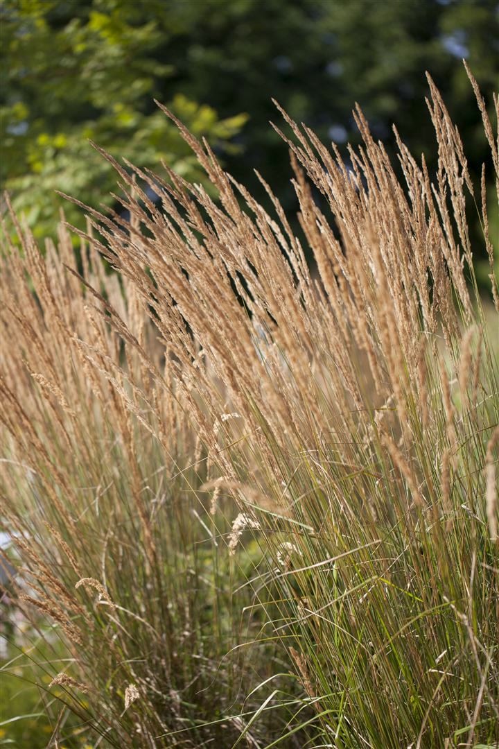 Calamagrostis x acutiflora 'Karl Foerster', Reitgras, 3-5 Liter Container - Bild 1