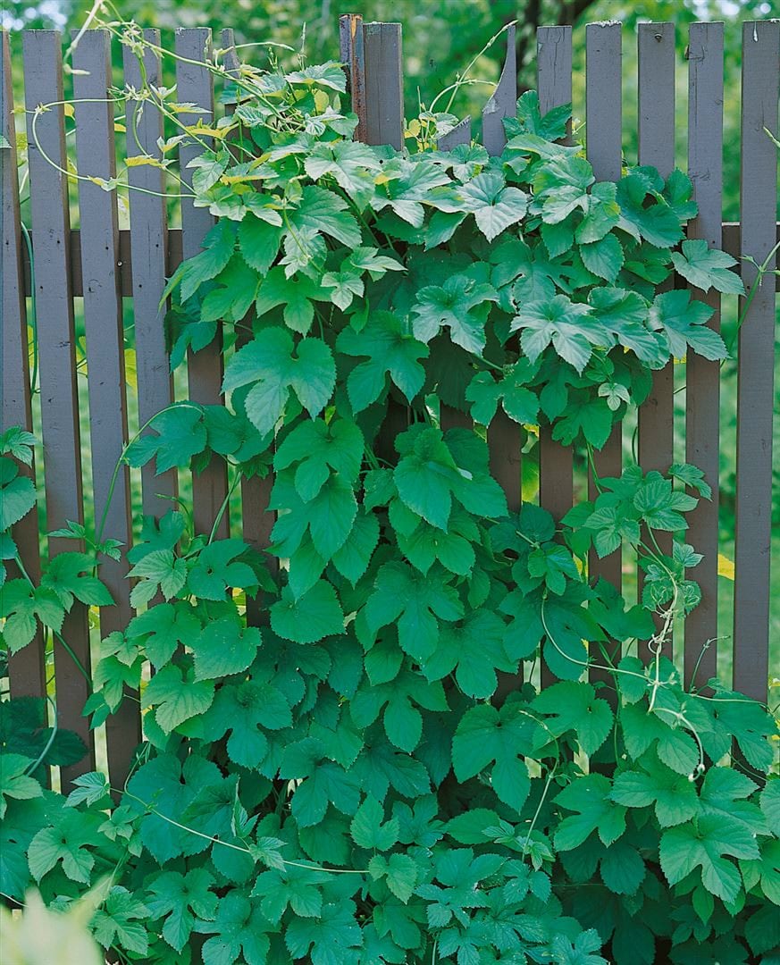 Humulus lupulus 'Pure', Hopfen, gr&uuml;n, 60&ndash;100 cm - Bild 1